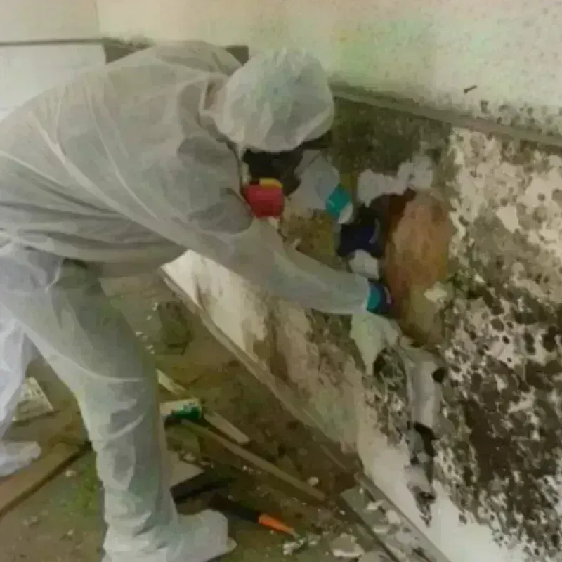 Mold Remediation and Removal in Leonardo, NJ